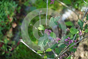 Callicarpa bodinieri \'Profusion\' with fruits grows in the garden in September. Berlin, Germany