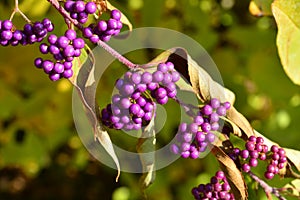 Callicarpa bodinieri