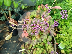 Callicarpa bodinieri var giraldii \'Profusion\' photo