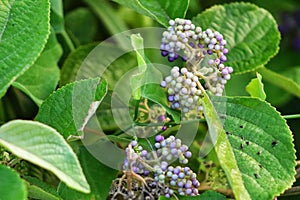 Callicarpa is a genus of shrubs and small trees in the family lamiaceae.