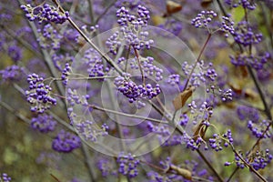 Callicarpa Giraldii with violet fruits