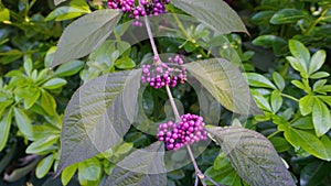 Callicarpa japonica or Japanese beautyberry branch with leaves and  large clusters purple berries.