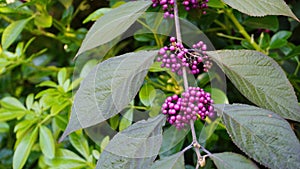 Callicarpa japonica or Japanese beautyberry branch with leaves and  large clusters purple berries.