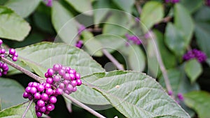 Callicarpa japonica or Japanese beautyberry branch with leaves and  large clusters purple berries.