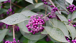 Callicarpa japonica or Japanese beautyberry branch with leaves and  large clusters purple berries. photo