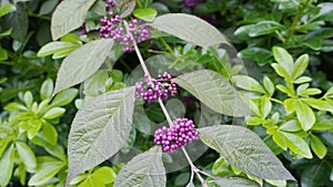 Callicarpa japonica or Japanese beautyberry branch with leaves and  large clusters purple berries.