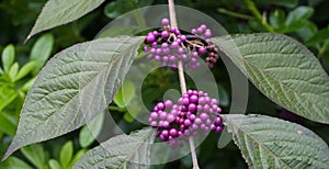 Callicarpa japonica or Japanese beautyberry branch with leaves and large clusters purple berries