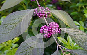 Callicarpa japonica or Japanese beautyberry branch with leaves and  large clusters purple berries.