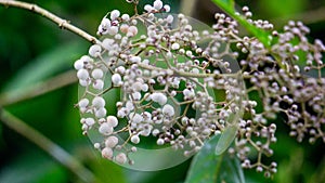 Callicarpa longifolia (Long Leaved Beauty Berry, Karat Besi, Tampah Besi) photo