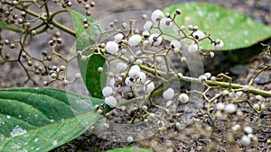 Callicarpa longifolia (Long Leaved Beauty Berry, Karat Besi, Tampah Besi) photo