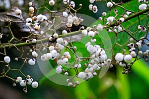 Callicarpa longifolia (Long Leaved Beauty Berry, Karat Besi, Tampah Besi) photo
