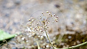 Callicarpa longifolia (Long Leaved Beauty Berry, Karat Besi, Tampah Besi) photo