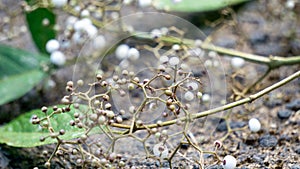 Callicarpa longifolia (Long Leaved Beauty Berry, Karat Besi, Tampah Besi) photo