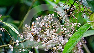 Callicarpa longifolia (Long Leaved Beauty Berry, Karat Besi, Tampah Besi) photo