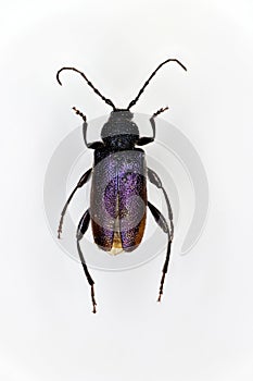 Callidium violaceum, a 50 years old specimen from beetle collection