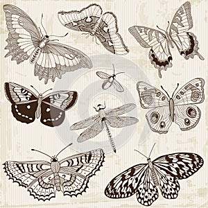 Calligraphic Butterfly Design Elements photo