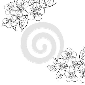 Calligraphy cherry blossom. Cute hand drawn isolated sakura branch. Sacura isolated over white. Branch of Japanese