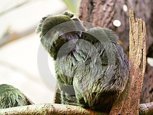 Callimico goeldii, Goeldi`s marmoset, inhabits South American rainforests photo