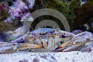 Callinectes sapidus, Blue crab. close up view