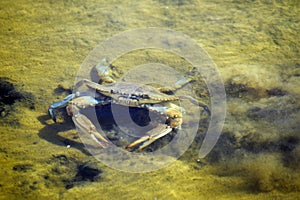 Callinectes sapidusin a lagoon channel , the blue crab