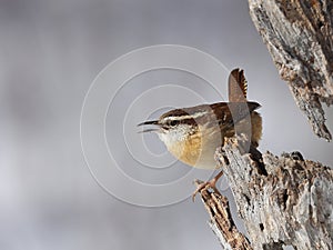 A calling Carolina wren