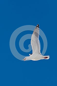 Calling herring gull flying in blue sky