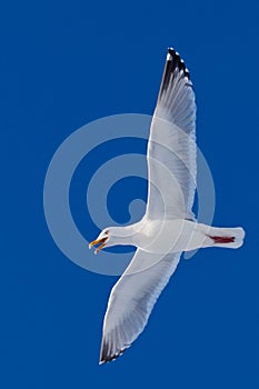 Calling herring gull flying in blue sky