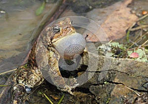 Calling Male American Toad