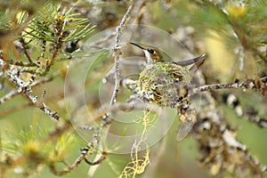 Calliope hummingbird