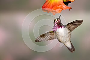 Calliope Hummingbird