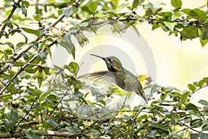 Calliope Hummingbird bird