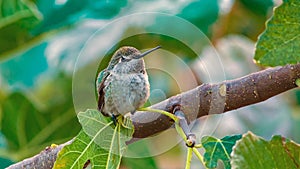 Calliope Hummingbird on Branch Wide