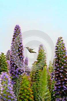 A Calliope Hummingbird in Long Beach California is flying from flower to flower on beautiful Pride of Madeira plants.