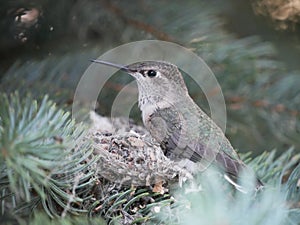 Calliope Hummingbird on nest