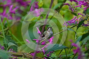 Calliope Hummingbird, Selasphorus calliope, Sitting in Bushes in Oaxaca, Mexico