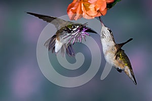 Calliope Hummingbirds