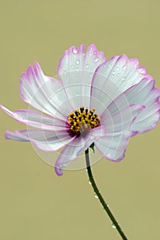 Calliopsis