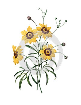 Calliopsis | Redoute Flower Illustrations