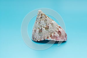 Calliostoma shell on blue