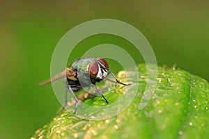 Calliphora erythrocephala