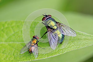 Calliphora erythrocephala
