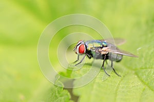 Calliphora vicina on plant