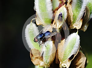 Calliphora vomitoria - bluebottle fly