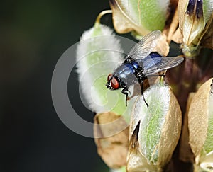 Calliphora vomitoria - bluebottle fly