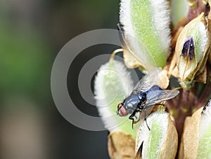 Calliphora vomitoria - bluebottle fly photo