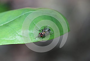 A Calliphoridae carrion fly rubbing hands on a leaf