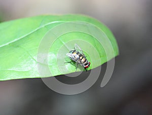 Calliphoridae family blow fly shining