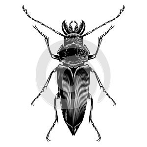 Callipogon beetle illustration vector