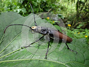 Callipogon sp. a polyphagous coleopteran from coffee plantations