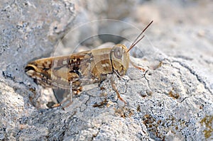 Calliptamus is a genus belonging to the family Acrididae, Crete